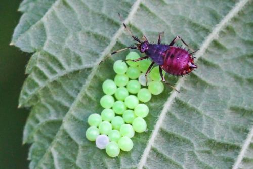 Réf. 294 411 : Deraeocoris ruber